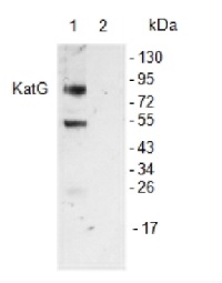 KatG | catalase peroxidase (HPI), cyanobacterial in the group Antibodies Plant/Algal / Environmental Stress / Plant Oxidative Stress at Agrisera AB (Antibodies for research) (AS08 374)